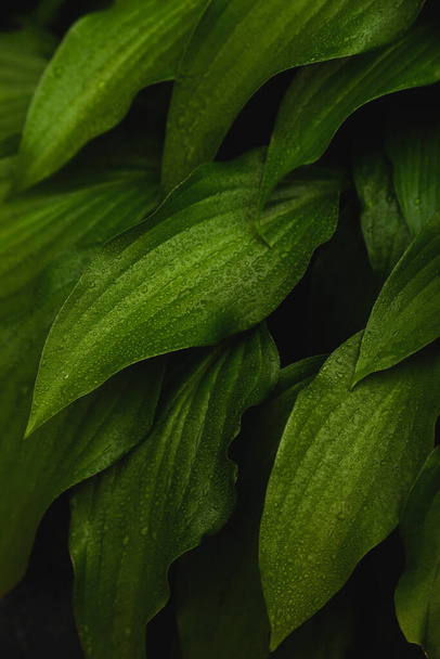Fondo natural de hojas verdes en gotas
. - Foto, Imagen