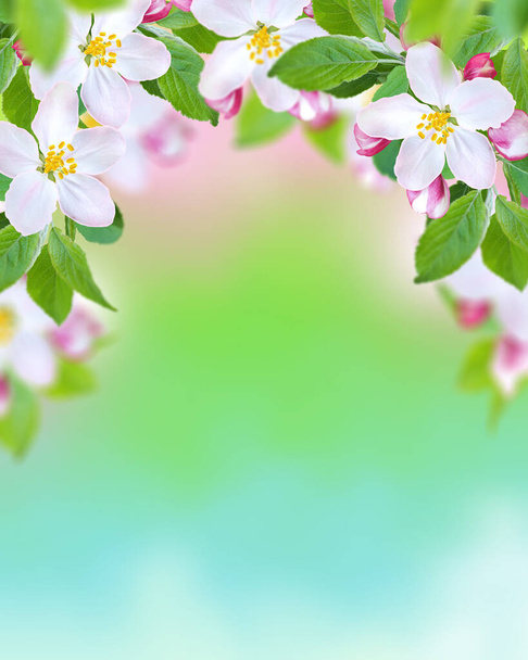 Branch of a blossoming apple tree, white spring flowers, buds, macro, blurred background, soft focus, Easter festive sunny day - Photo, Image