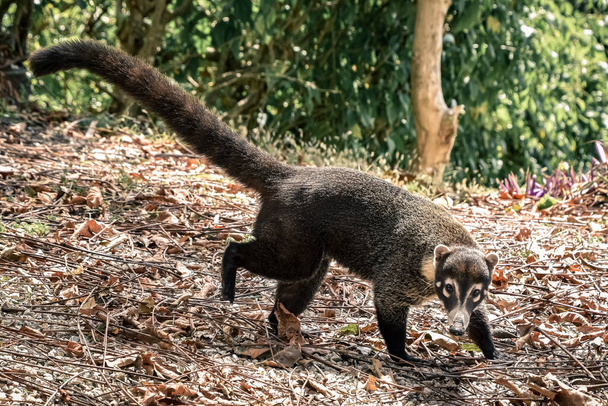 Coati a Manuel Antonio Nemzeti Parkban. Costa Ricában. - Fotó, kép
