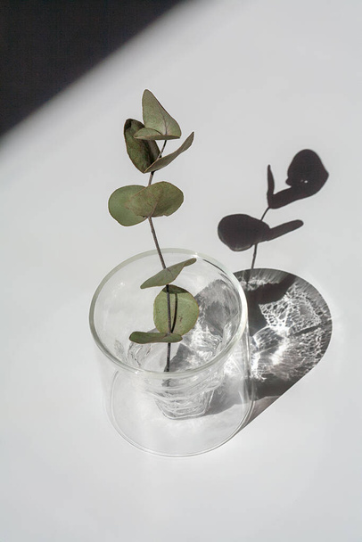 Eukalyptuszweig auf dem Tisch, geometrische verschwommene Schatten, auswählen - Foto, Bild