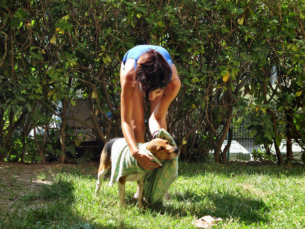 Дівчина доглядає за домашнім улюбленцем, сушить цуценя собаку Бігль після прийняття ванни у ванній, використовуючи рушник
 - Фото, зображення