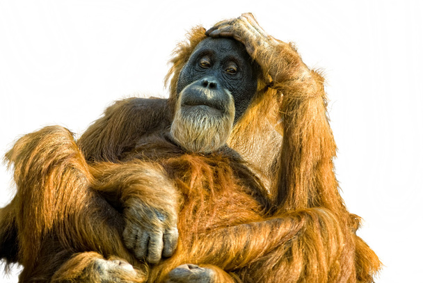 Sumatran Orangutan (Pongo Abeli) leikattu pois
 - Valokuva, kuva