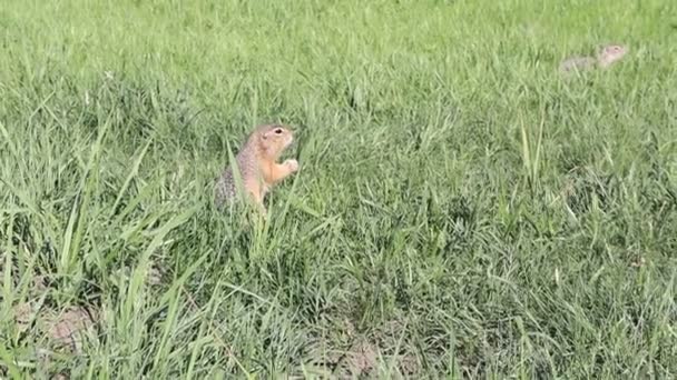 Gopher zöld fűben áll és eszik. Vadgalambok - Felvétel, videó
