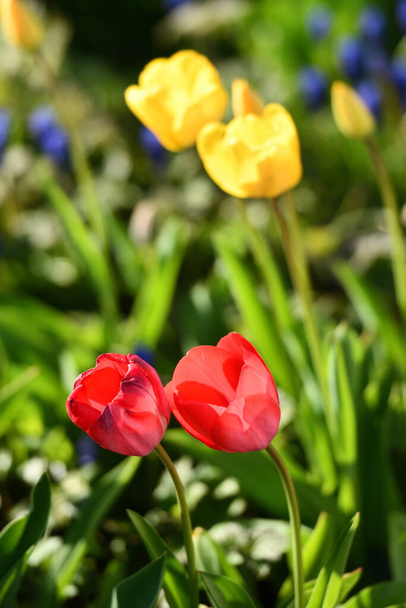 チューリップはユリ科の植物の属です。春に咲きます. - 写真・画像