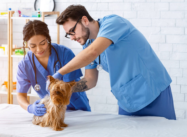 Eläinlääketieteellisen terveydenhuollon tiimi ja heidän pieni potilaansa eläinsairaalassa
 - Valokuva, kuva