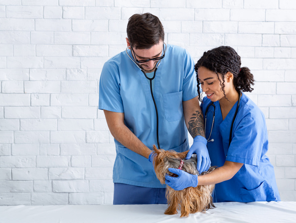 Animal doctor with nurse examining little dog in vet hospital, empty space - Photo, Image