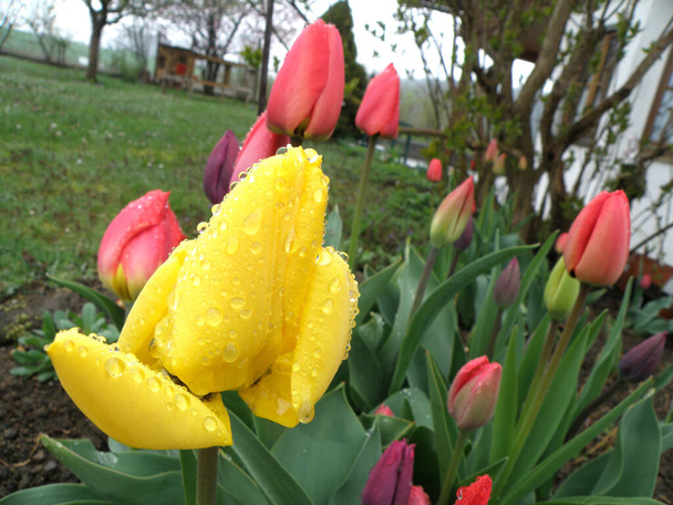 тюльпани навесні з краплями дощу
 - Фото, зображення