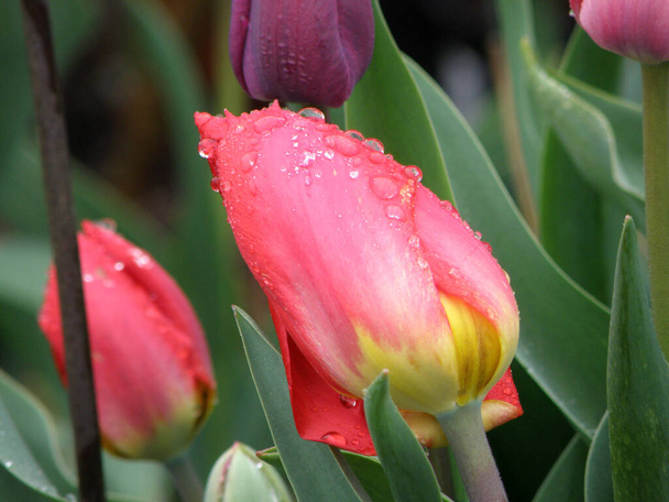 春に雨が降っているチューリップ - 写真・画像
