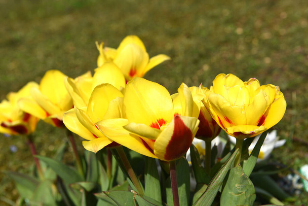 Тюльпани - рід рослин родини лілій. Цвітуть навесні
. - Фото, зображення