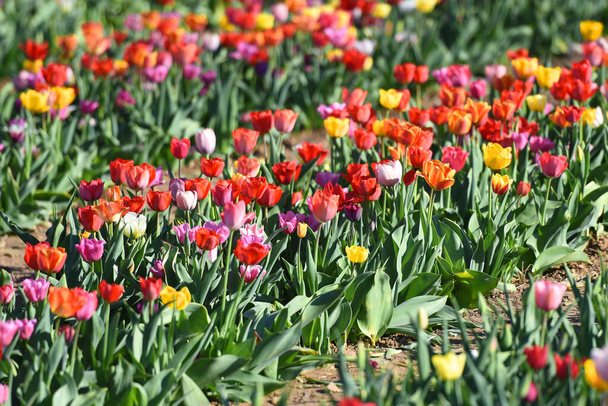 Тюльпани - рід рослин родини лілій. Цвітуть навесні
. - Фото, зображення