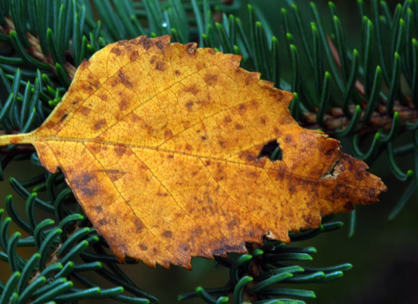 Orange Leaf Macro - Фото, зображення