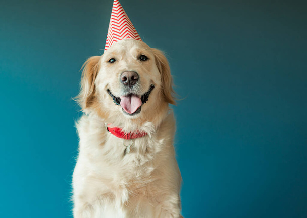 Happy smiling golden retriever puppy dog with birthday hat and meat cake. Isolated on white background - 写真・画像
