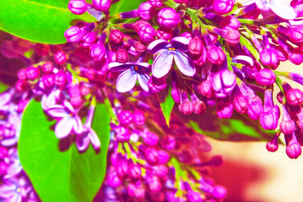 Kirkas ja värikäs kukkia Lila
 - Valokuva, kuva
