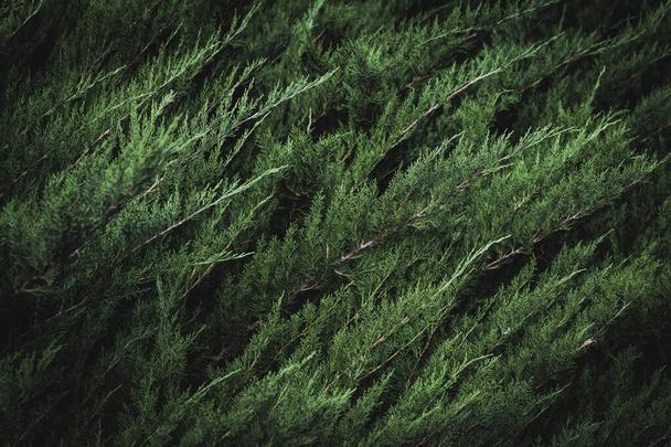 Tmavě zelené listy Cupressus sempervirens známé také jako středomořský cypřiš, italský cypřiš, toskánský cypřiš nebo perský cypřiš - Fotografie, Obrázek