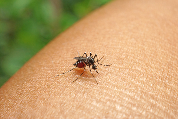 komara ssania krwi ludzkiej ekstremalnych makro - Zdjęcie, obraz