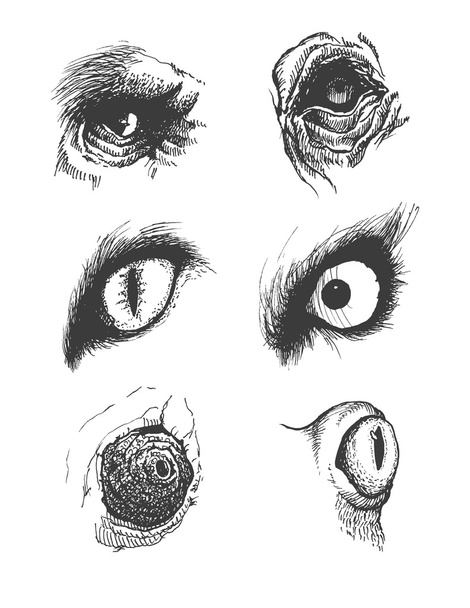 Set of vector animal eyes. Hand drawn. Eps8 - Vector, Image