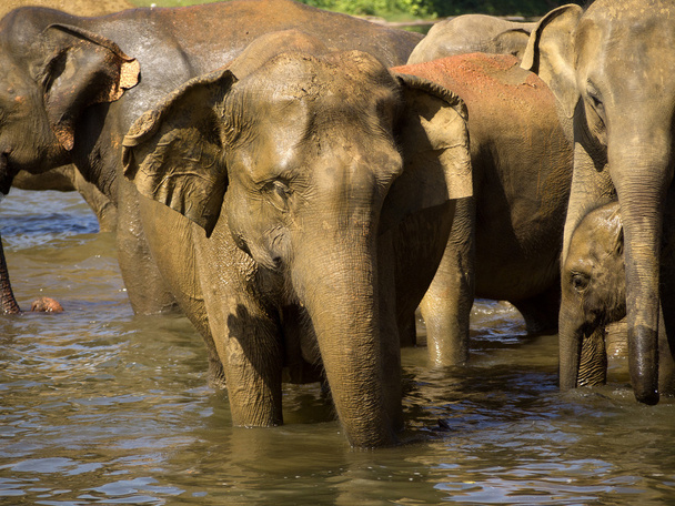 Baño de elefantes
 - Foto, Imagen