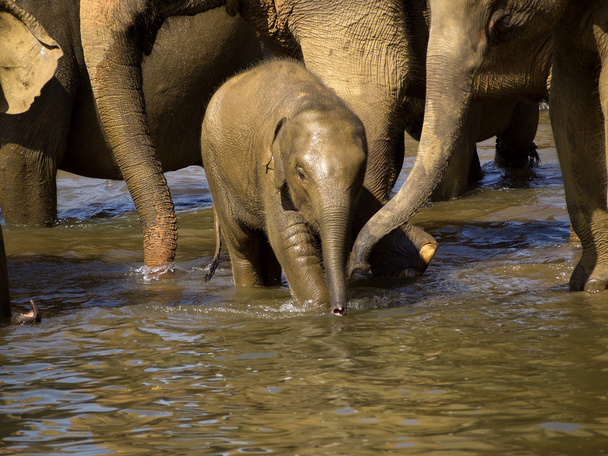 Baño de elefantes
 - Foto, imagen