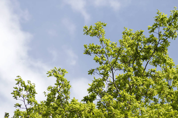 Oak tree fresh green foliage  - Fotó, kép