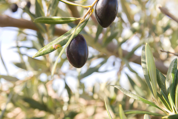 Detail of olive ripe fruits - Foto, immagini