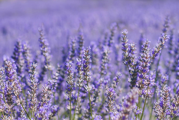 Purple lavender fields in bloom  - Valokuva, kuva