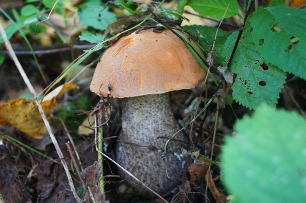 Bolet de champignons avec un chapeau rouge et une jambe blanche pousse dans l'herbe dans les feuilles tombées un jour d'automne - Photo, image