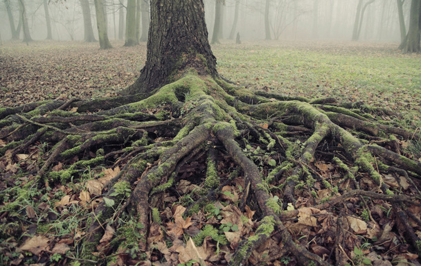 Picture presenting the old roots - 写真・画像