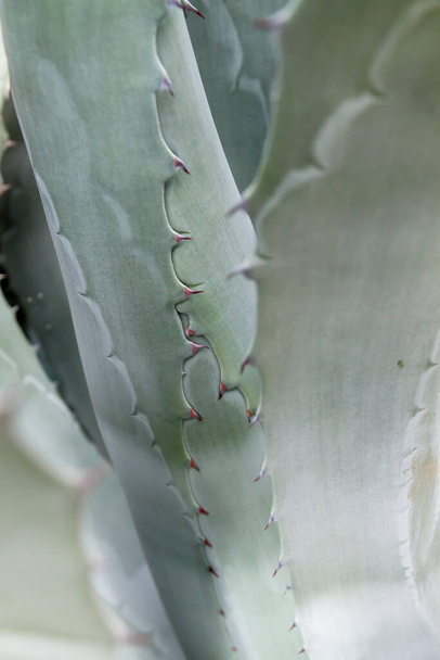 Detail of agave americana green grey prickly leaves, abstract nature  - Foto, imagen