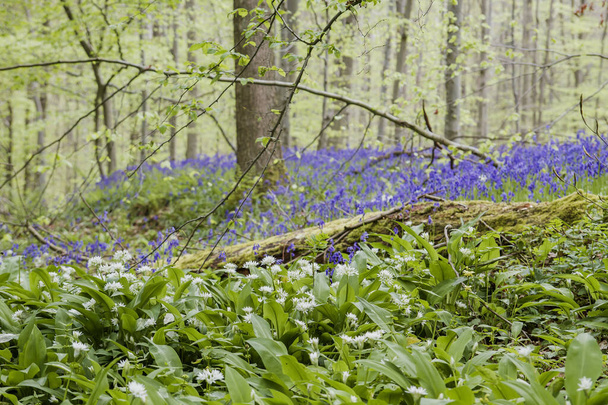 Bear's garlic blooming in the springtime forest  - Zdjęcie, obraz