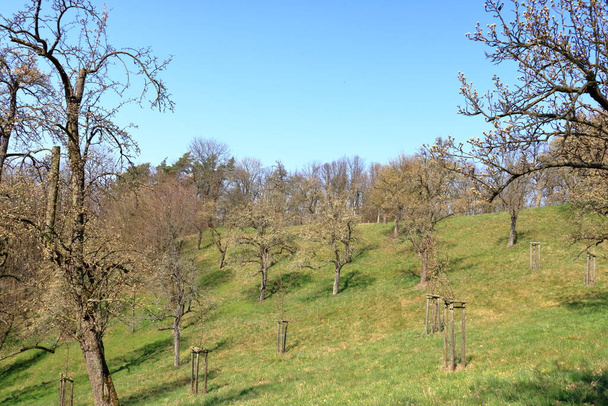 Verspreid bloeiende wilde perenbomen op weide, Burgstaedtl, Kreischa, Dresden, Duitsland in Europa - Foto, afbeelding