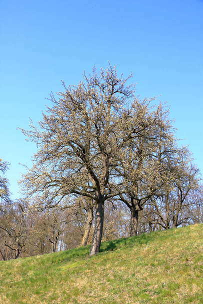Verspreid bloeiende wilde perenbomen op weide, Burgstaedtl, Kreischa, Dresden, Duitsland in Europa - Foto, afbeelding