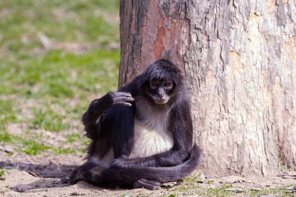 маленькая черно-белая обезьянка на зеленой траве на природе
 - Фото, изображение