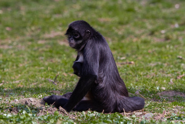 little wild black and white monkey on green grass in the wilderness outdoors - Photo, Image