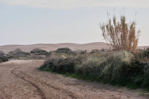 Les dunes du delta de l'Èbre délimitent le littoral. Le delta est un dépôt alluvial formé à l'embouchure d'un fleuve entre les bras dans lesquels il se divise ; Il a une forme triangulaire bien qu'il subisse des modifications en raison de l'action des marées.
 - Photo, image