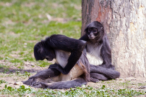 little wild black and white monkey on green grass in the wilderness outdoors - Photo, Image