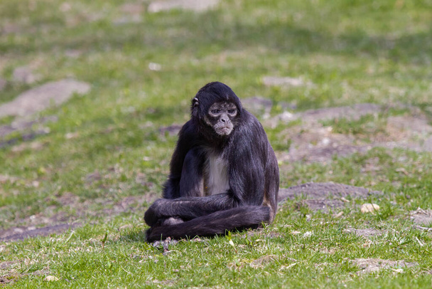 маленькая черно-белая обезьянка на зеленой траве на природе
 - Фото, изображение