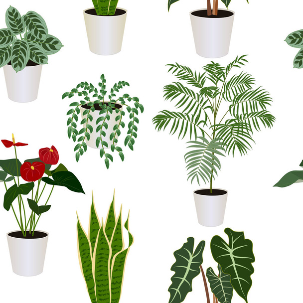 Bezešvé vzor tropických moderních pokojových rostlin sansevieria, hadí rostlina, tradescantia, ctenanthe burle-marxii, anthurium, alokázie, palmy, bílé pozadí, vektorové ilustrace - Vektor, obrázek