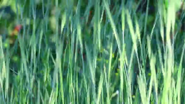 Zelené klasy kukuřice. vítr houpe zelené uši - Záběry, video