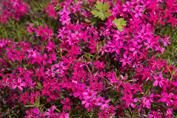 Pink Phlox subulata (Creeping Phlox) - creeping plant with small pink flowers to decorate flower beds. Floral background - Photo, Image
