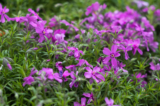  Lilac Phlox subulata (Creeping Phlox) - creeping plant with small pink flowers to decorate flower beds. Floral background - Photo, Image
