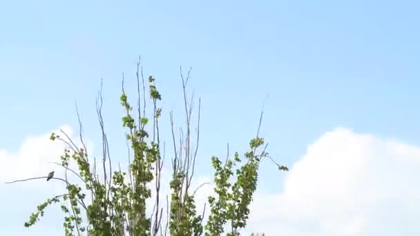 Ein Baum, der sich im Wind bewegt, der blaue Himmel voller Wolken, die sich im Zeitraffer bewegen. - Filmmaterial, Video