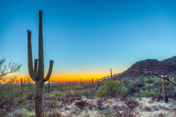 coucher de soleil avec de beaux cactus verts en Toscane, Arizona
 - Photo, image