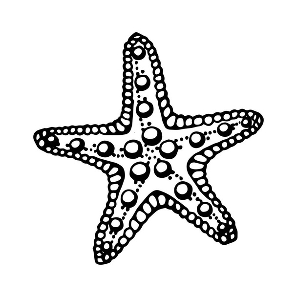 Starfishes. Hand drawn vector illustration in sketch style. - Vector, Imagen