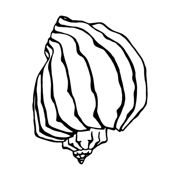 Conchas marinas. Ilustración vectorial dibujada a mano en estilo boceto
. - Vector, Imagen