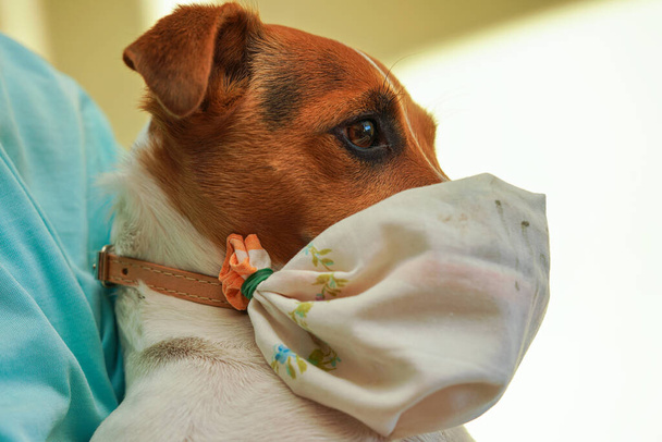 Kleiner Jack Russell Terrier Hund mit selbstgemachter Baumwollmundviren-Maske. Haustiere sind nicht anfällig für Coronavirus covid-19, aber einige Besitzer schützen sie trotzdem - Foto, Bild