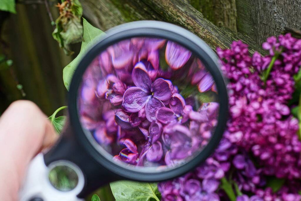 la lente d'ingrandimento nera in mano aumenta molti piccoli fiori rossi su un ramo lilla
 - Foto, immagini