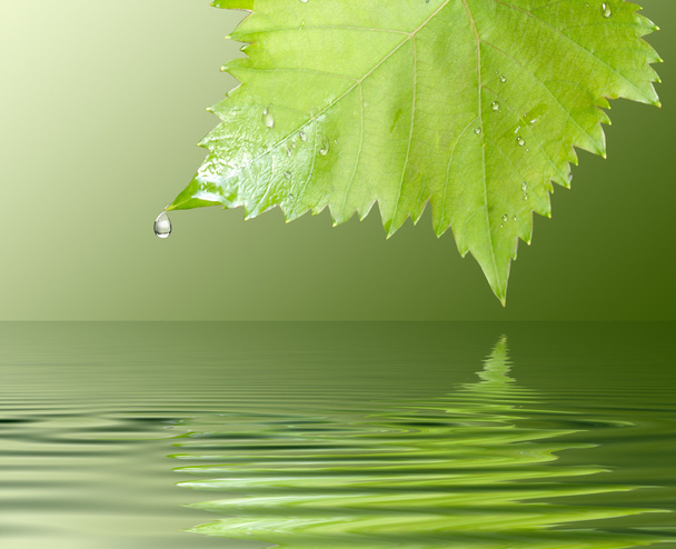 Wet grape leaf with raindrops - Φωτογραφία, εικόνα