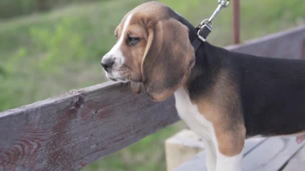 Un hermoso cachorro de beagle tricolor se encuentra en el puente y mira al río
 - Metraje, vídeo