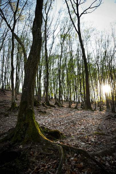 Весенний лес на закате. Молодые зелёные листья. - Фото, изображение