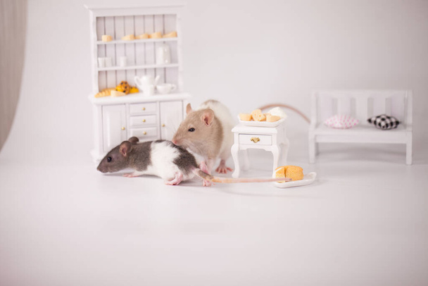 Virus isolation concept. Rat in a white room among the furniture. Rat at home with a slice of cheese - Φωτογραφία, εικόνα